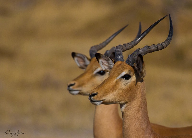 Impala twins