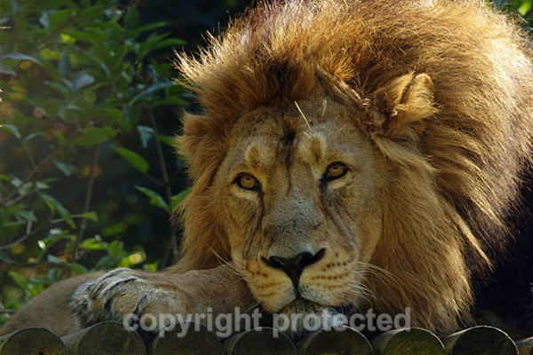 Asiatic Lion - Rana (Cotswold Wildlife Park) - Asiatic Lions