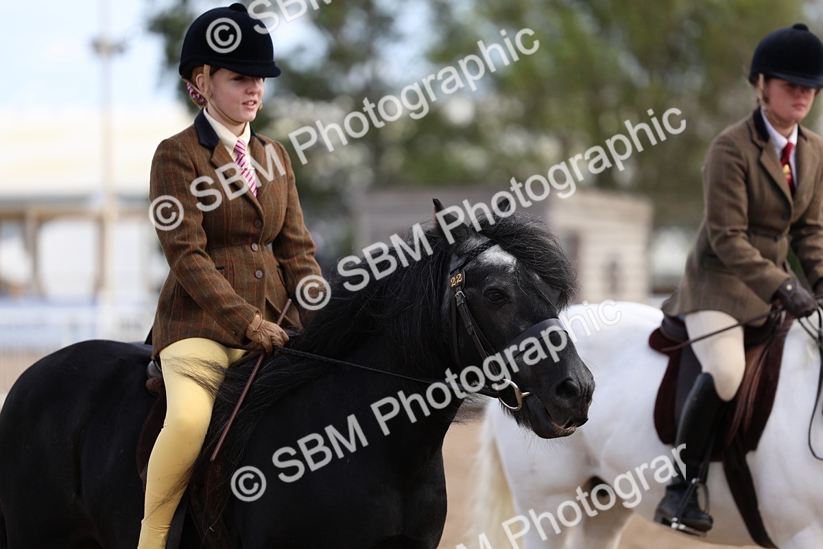 SBM_02398 - Class 19 - Horse or Pony Judge would most like to take home