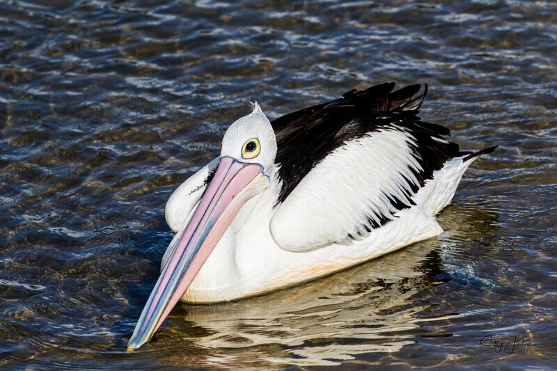 Single pelican on water 2. 0A3A6245 - Pelicans