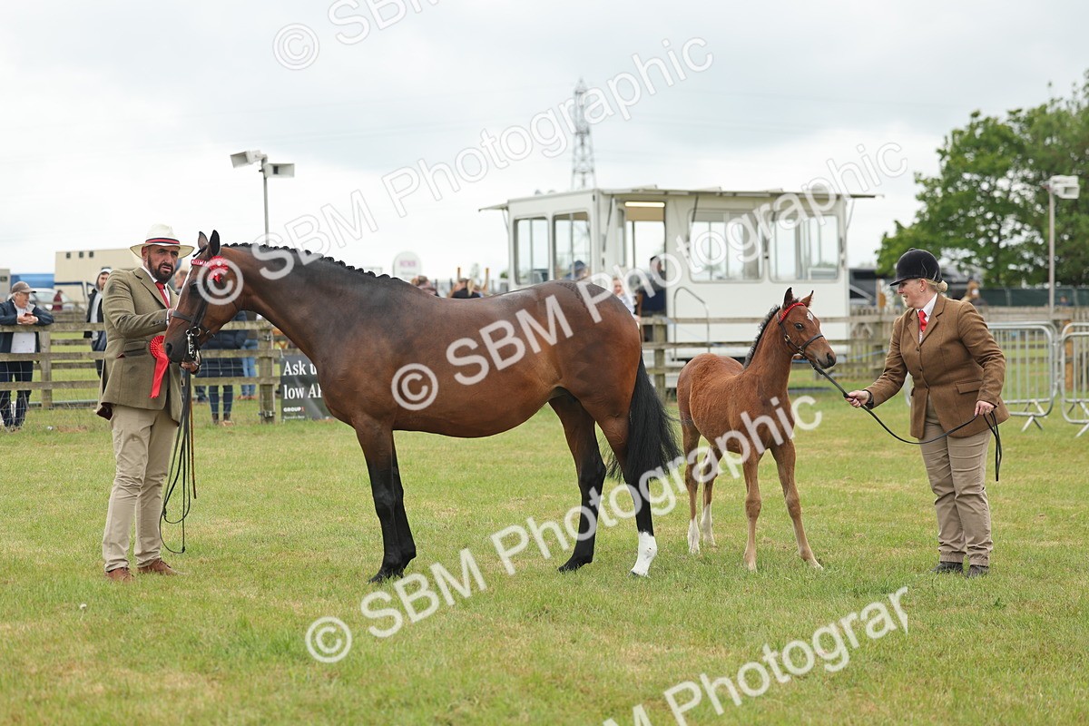 SBM_05567 - Class 68-73 - Riding Pony Breeding