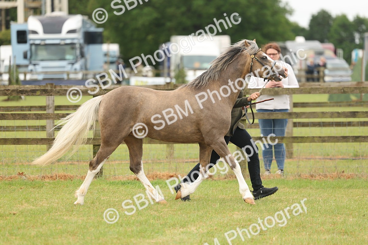 SBM_02128 - Class 50-57 - M&M Welsh Pony In Hand