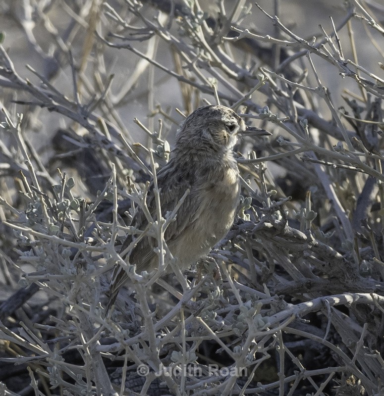 African Pipit - Namibia 2022