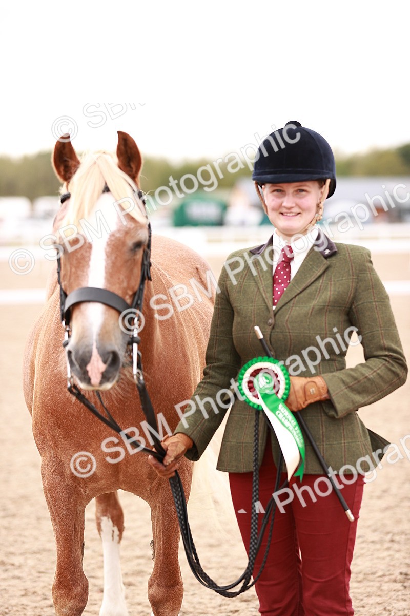 SBM_16149 - Class 411 - Prettiest Mare - (IH or Ridden Adult)