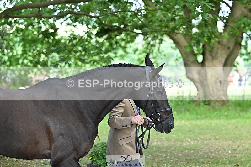 250521A-153125-00567 - B-365-Tom.McEwen-MAESTRO