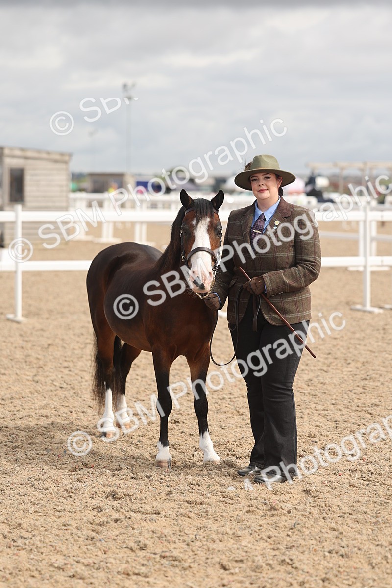 SBM_04405 - Class 18 - Handsomest Gelding (IH or Ridden)