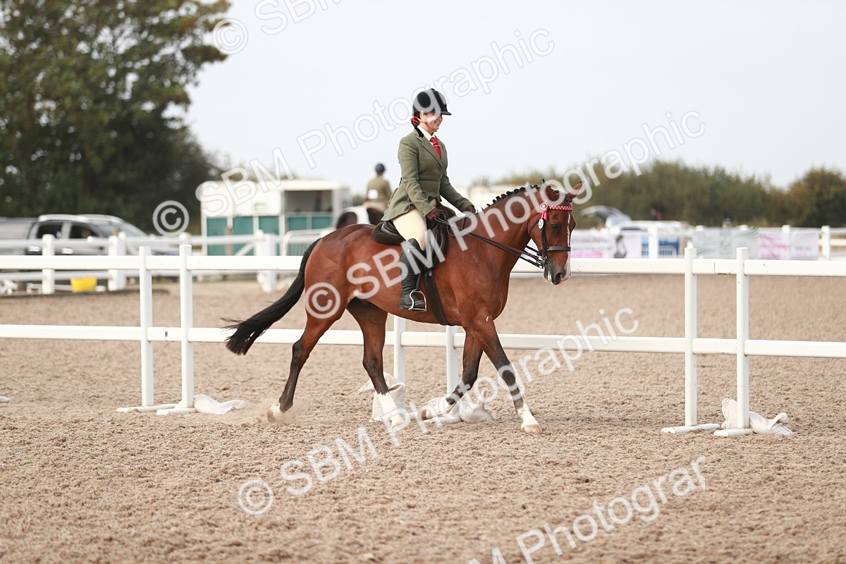 SBM_17462 - Class 215 Ridden Hack/ Riding Horse