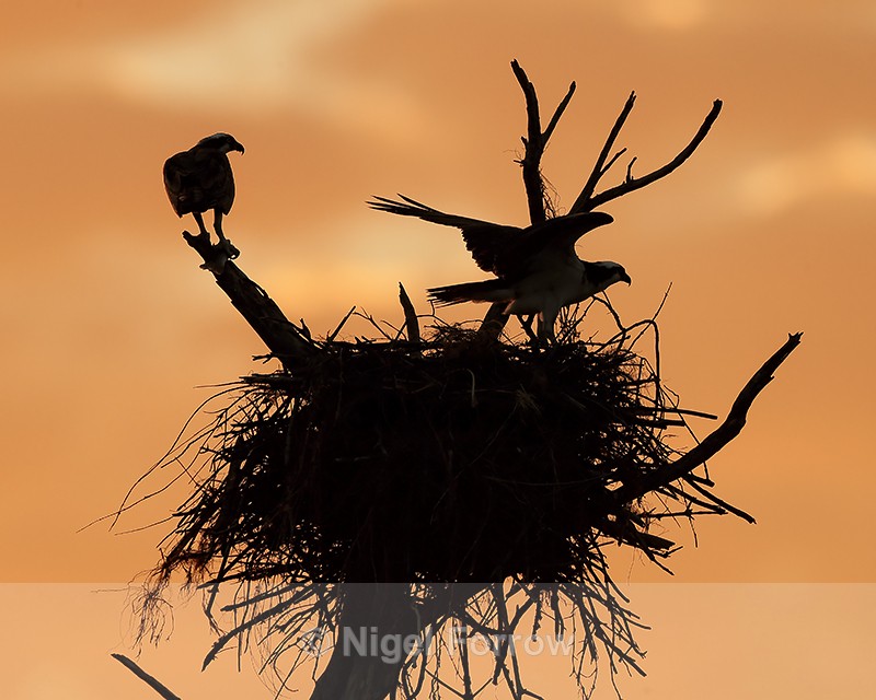 Silhouette of Ospreys at nest, Fort De Soto Park, Florida - Osprey