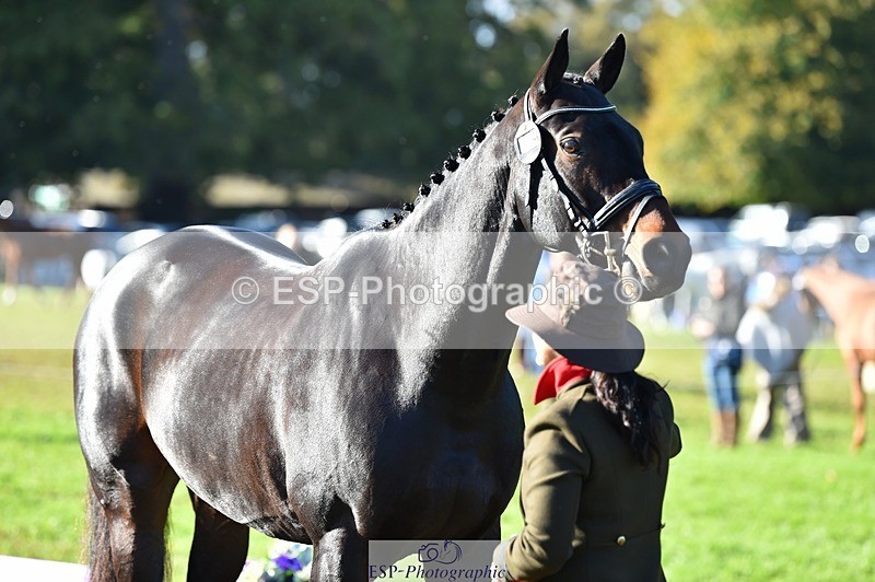 231022-110402-23696 - 506-WOODSTOCK-Gemma.Wood-TrotUp+SJ