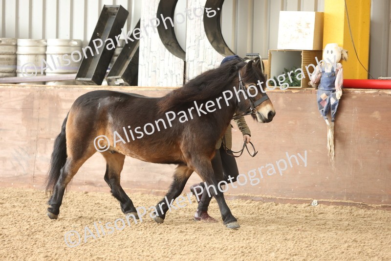 20251109-0593 - Class 22 - Geldings 4 Years and over