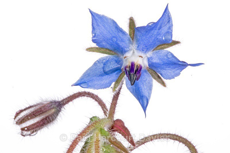 Borage (Borago officinalis) - Plants - WB
