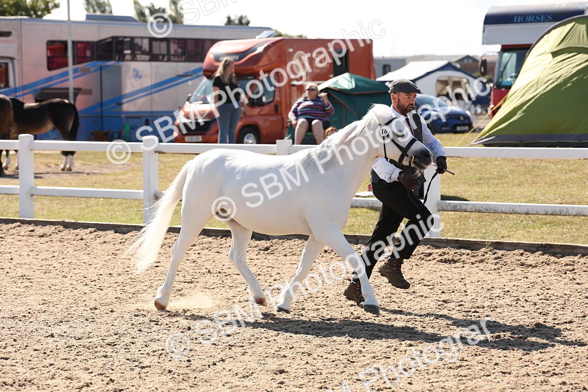 SBM_13896 - Class 205 - IH Show Pony - Show Hunter Pony