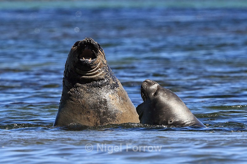 Southern Elephant Seal rises up out of sea during fight, Falklands - Seal