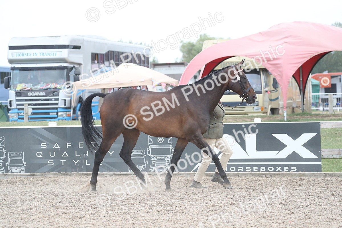 SBM_17890 - Class 317 IH Pure bred Horse/Pony