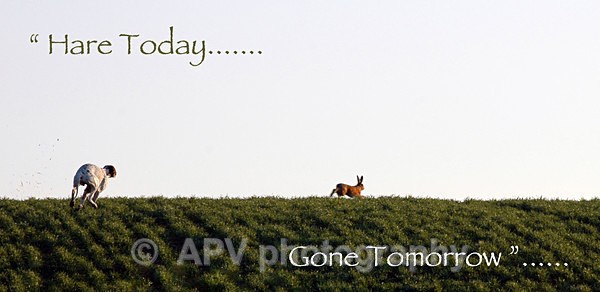 Hare Today.... - DL Size Cards