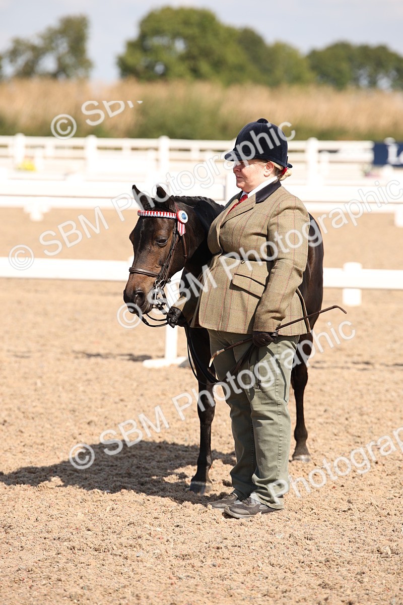 SBM_03027 - Class 17 Prettiest Mare IH or Ridden