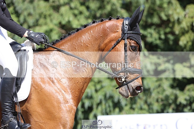 230526-150018-06599 - 377-GOLD_NUGGET-Jillian_Giessen-WEDTrotUp+DR