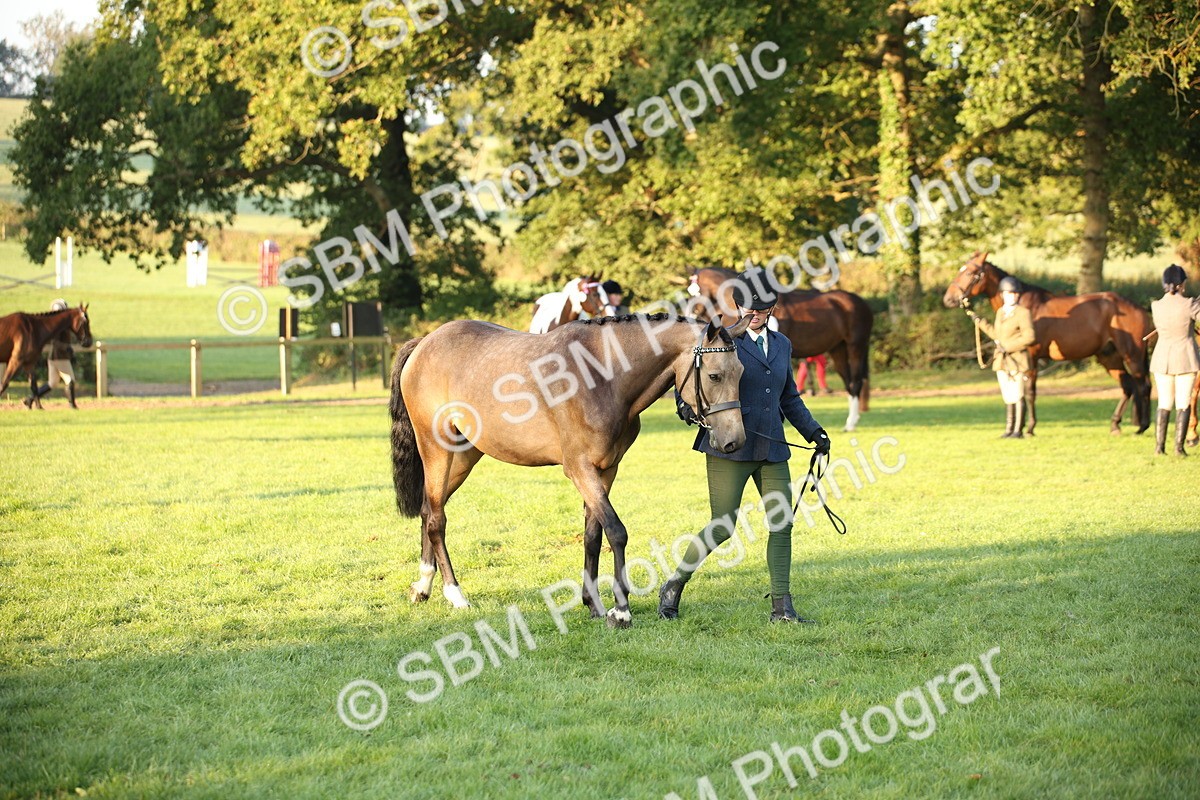 SBM_56849 - S49 - Riding Horse & Hack & Thoroughbred In Hand