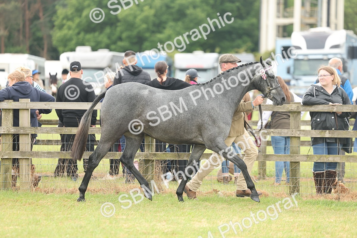 SBM_05458 - Class 68-73 - Riding Pony Breeding