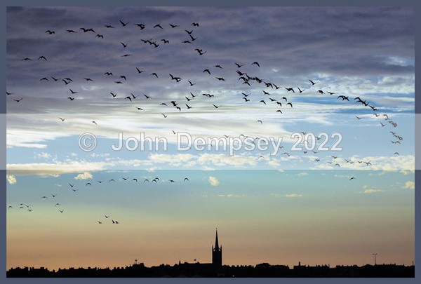 Pinkfoot Geese Fly Over Montrose - 365