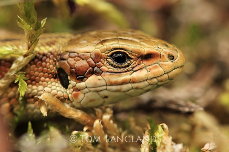 Common Lizard - Reptiles and Amphibians