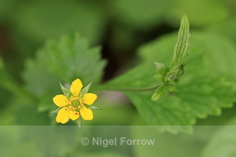 Herb Bennet flower and bud, Devon, England - PLANTS
