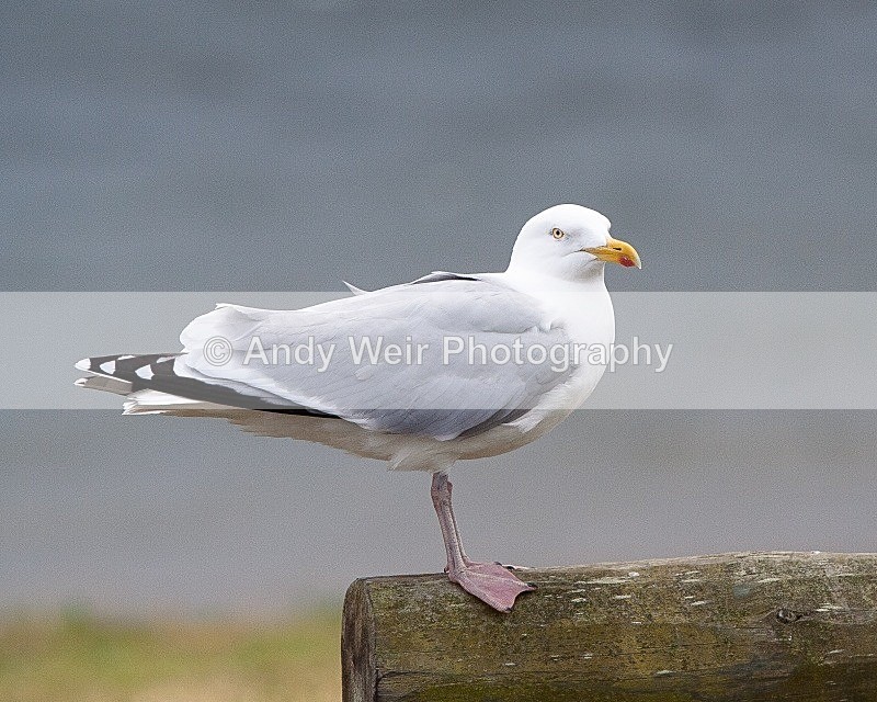 20090619-005 - Herring Gull