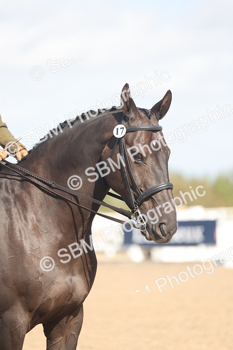 SBM_22655 - Class 805 - Ridden Veteran Horse