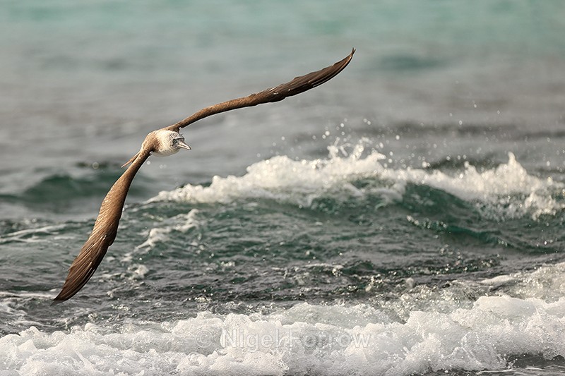Blue-footed Booby over choppy water, San Cristobal, Galapagos - Blue-footed Booby