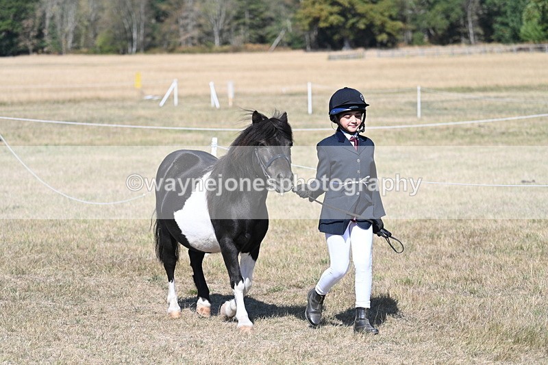 WJ7_1476 - Class 42 Most Handsome Gelding