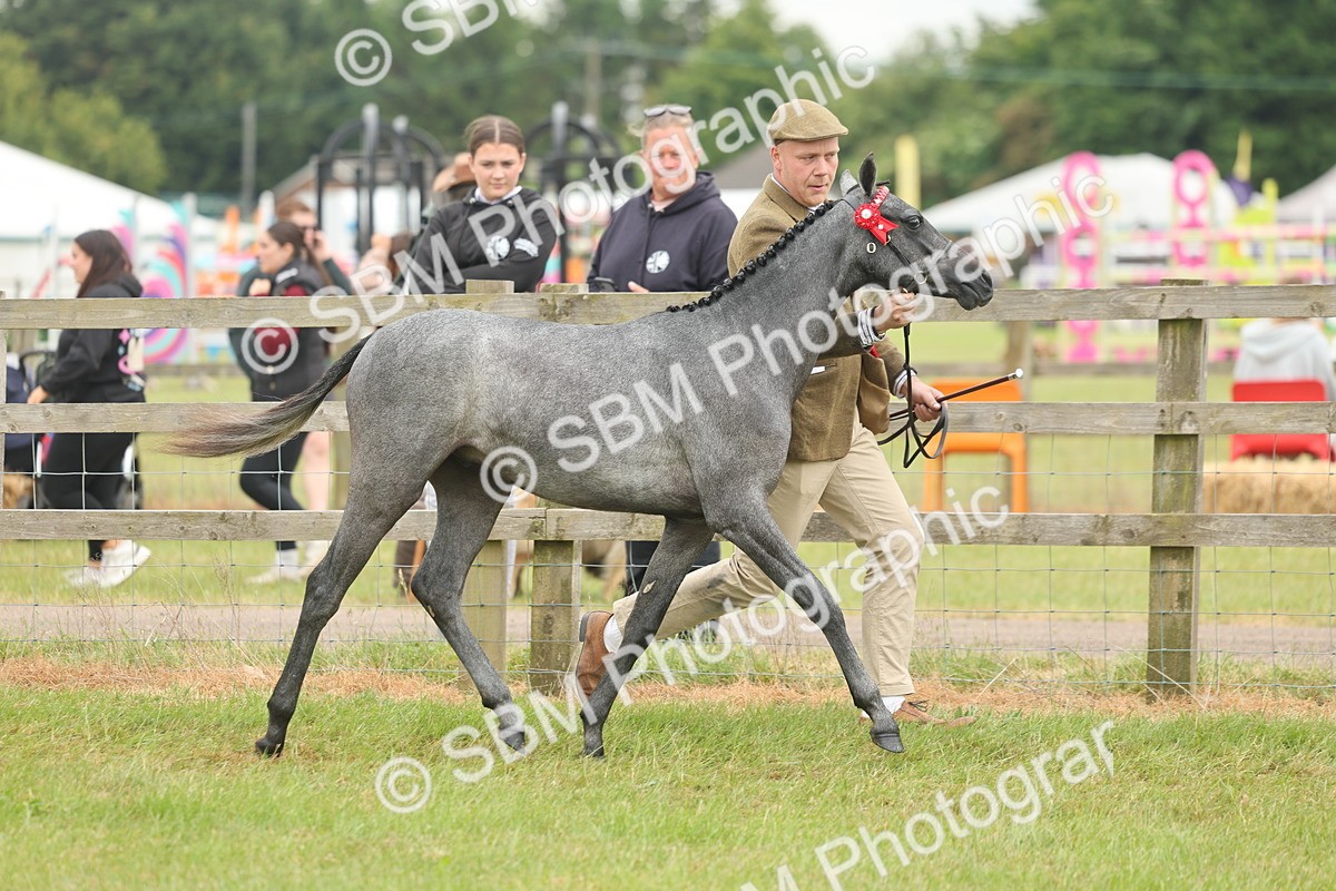 SBM_05555 - Class 68-73 - Riding Pony Breeding