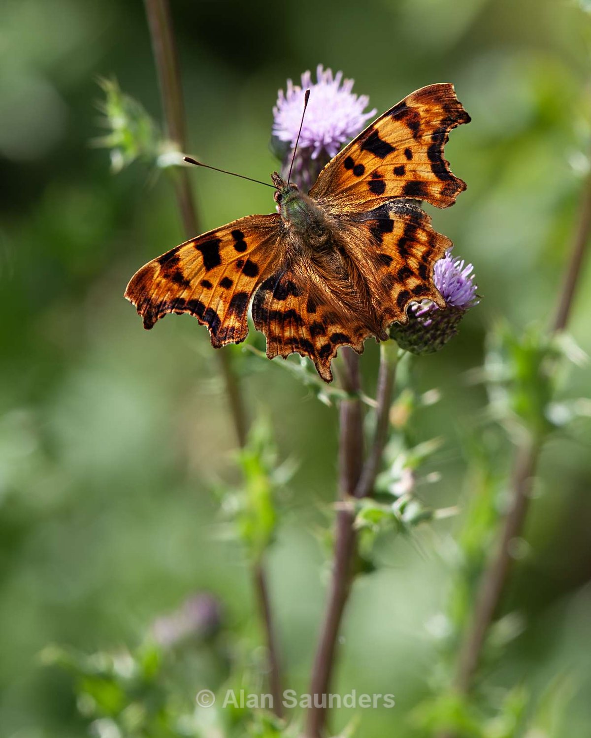Comma 5