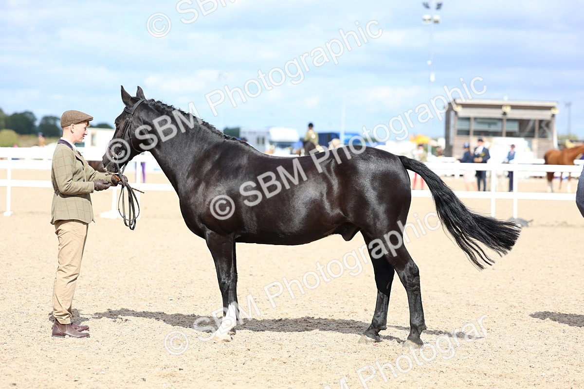 SBM_15409 - Class 312 - IH Competition Horse-Pony