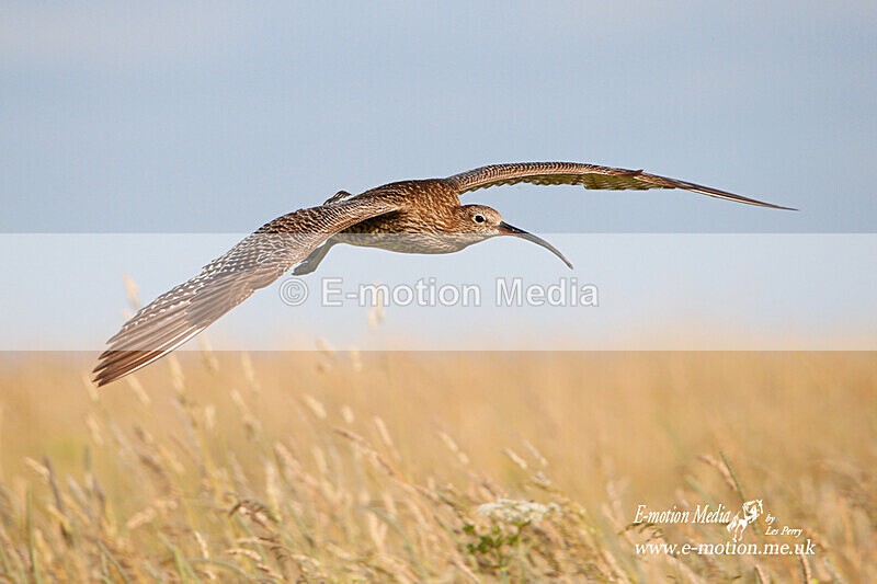 050720 -190907a - Nature