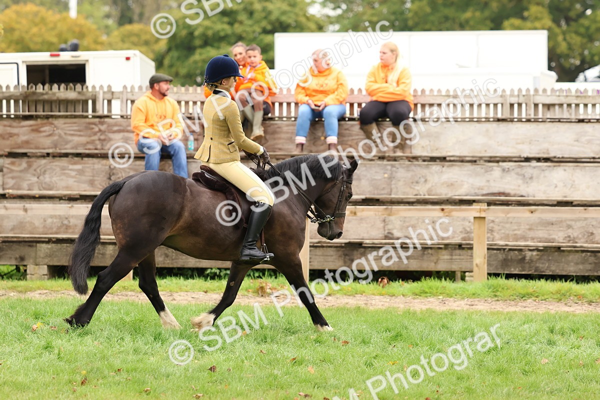 SBM_59966 - S36 - Rehabiliated Rescue Horse & Pony In Hand & Ridden