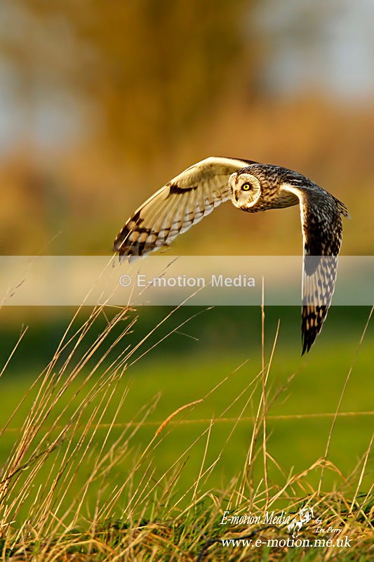 short eared owl 270112  3 - Nature