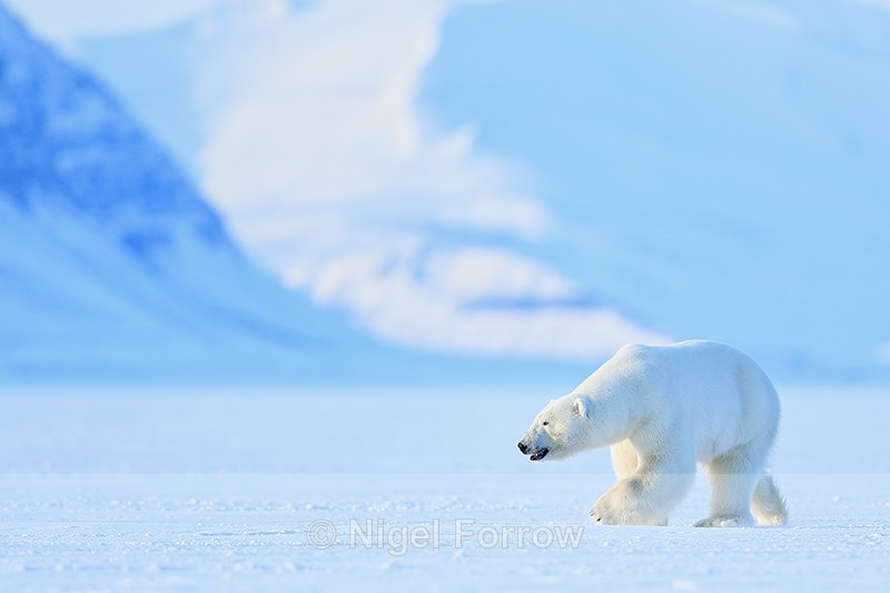 Male Polar Bear turning, Svalbard, Norway - Polar Bear