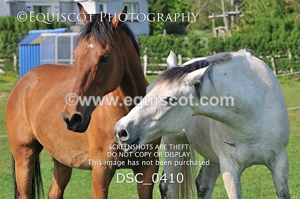 DSC_0410 - ARCHIVE REQUEST - Quincy and Guinness