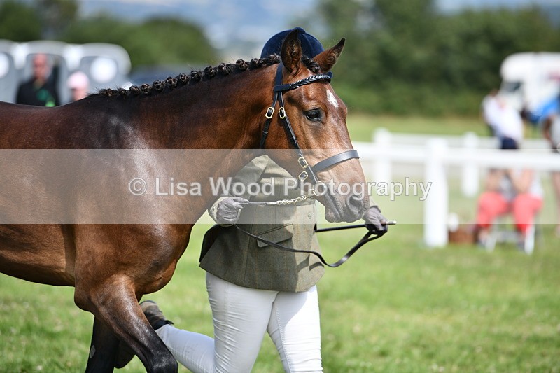 DSC_8388 - Class 68: Part Bred In Hand M & M