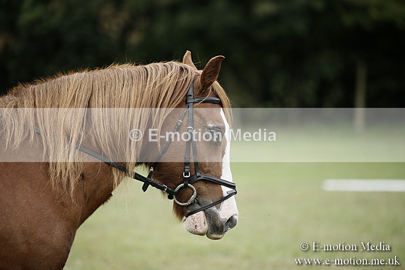 BVR080918 47 - BVRC Novice Dressage & CR 08/09/18