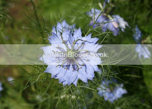 Nigella - GARDEN FLOWERS