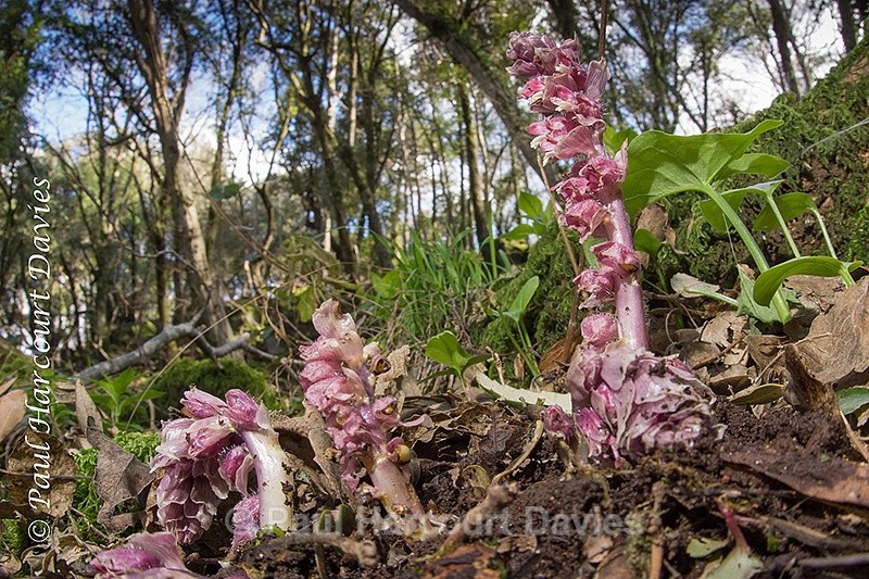  - Plants: wide-angle