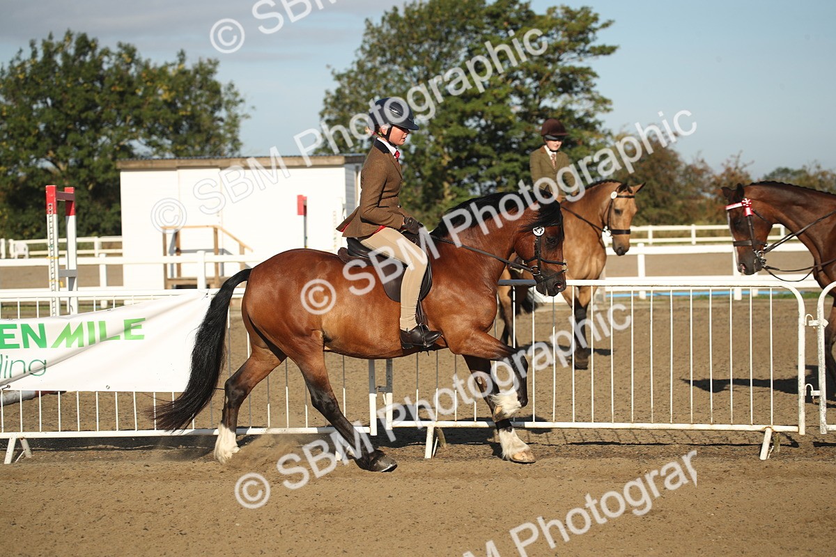 SBM_11538 - Class 502 - Riding Club Horse