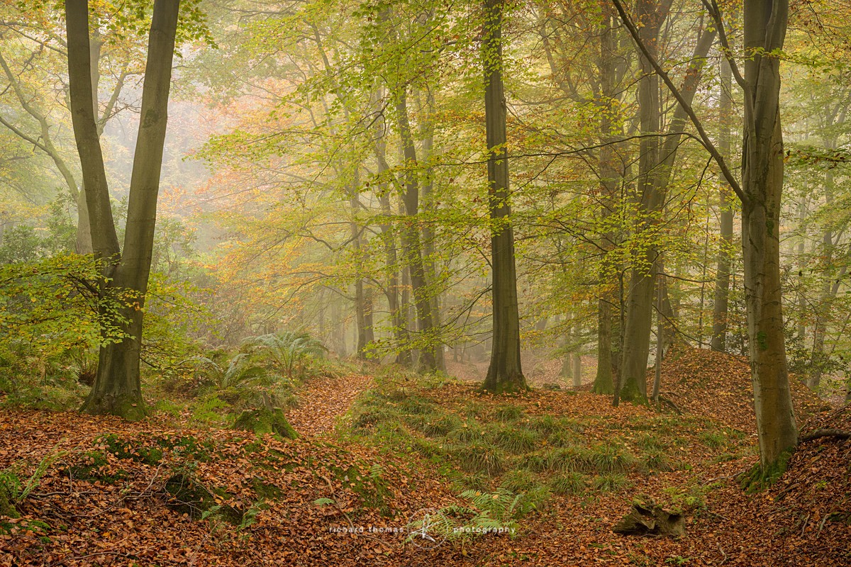 Autumn ambush - Woodland