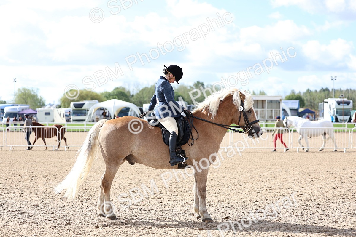 SBM_10793 - Class 305 - Ridden Foreign Breeds - Pure Bred