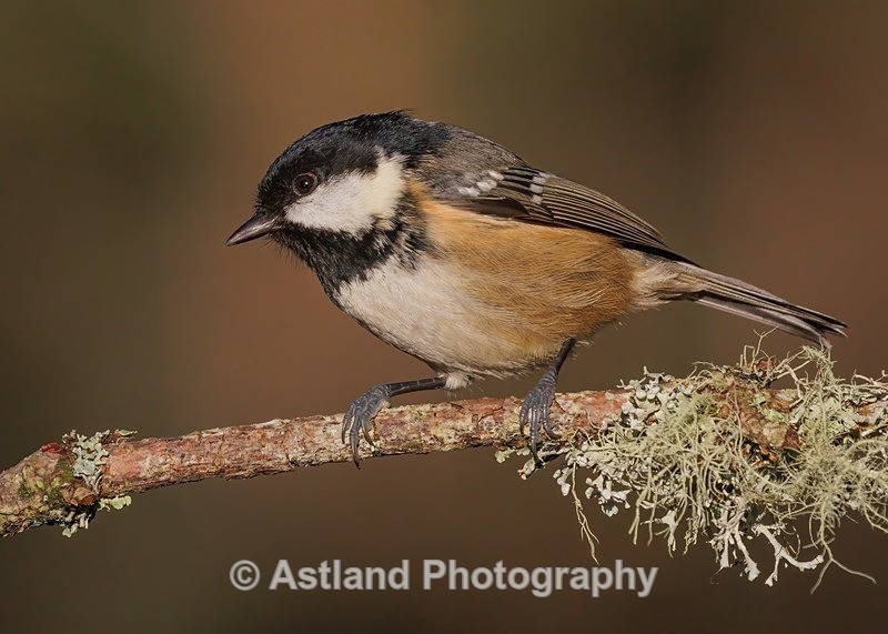 Coal Tit - Latest Images