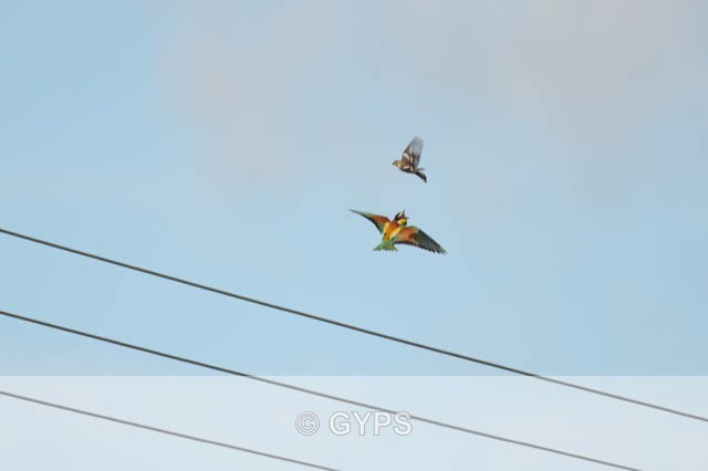Trimingham Bee Eaters, by Sharon Fairweather - Wildlife And Nature