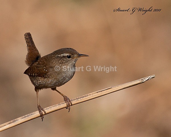 332 - All other Birds