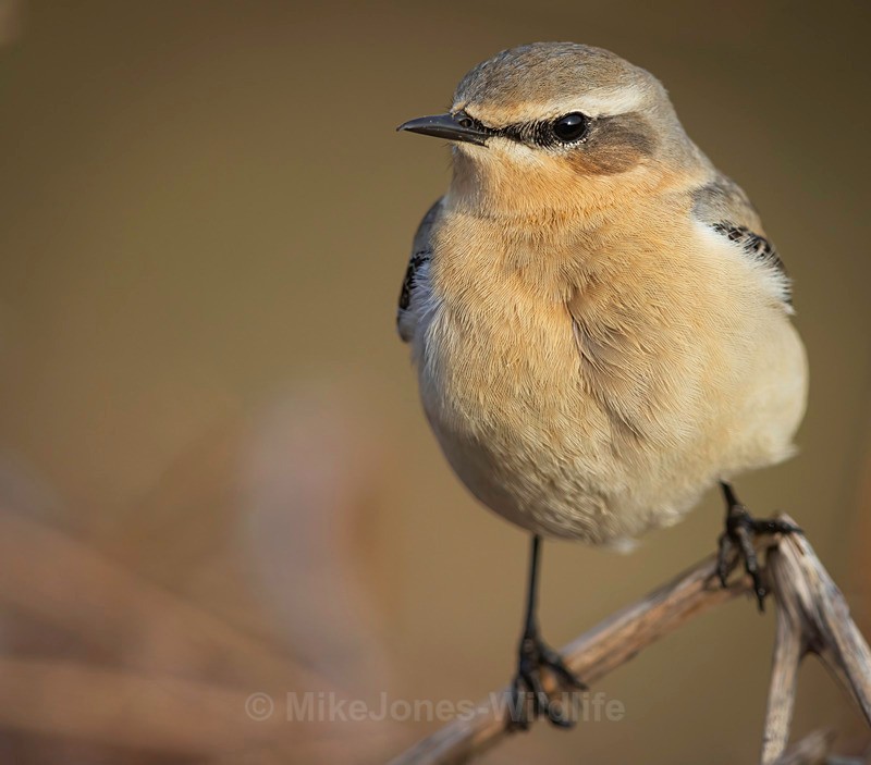 WHEATEAR 2025 AA - Latest projects, Cairngorms Deer, Boxing Hares, Landscapes...North Wales, Birds