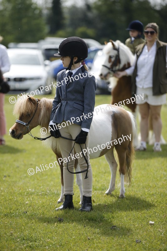 20260426-1912 - Class 7 - Pony Judge Would Most Like To Take Home